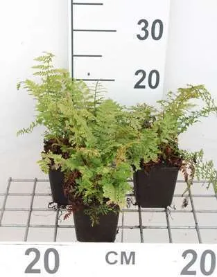Produktbild von 6 x Polystichum set. 'Proliferum' - Borstenfarn 'Proliferum' - Topf 9 x 9 cm