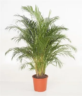 Immagine prodotto di Palma da frutto dorato 130-150 cm Areca Palma Chrysalidocarpus lutescens