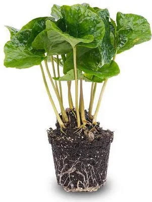 Produktbild von Kaffeepflanze Coffea Arabica Terrarienpflanze 6cm Pflegeleicht und für Terrarien