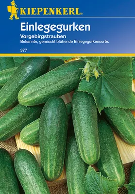 Produktbild von Kiepenkerl Einlegegurkensamen Vorgebirgstrauben