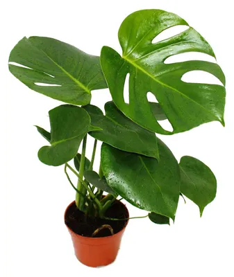 Produktbild von Exotenherz Fensterblatt Monstera deliciosa 1 Pflanze pflegeleicht luftreinigend 12cm Topf