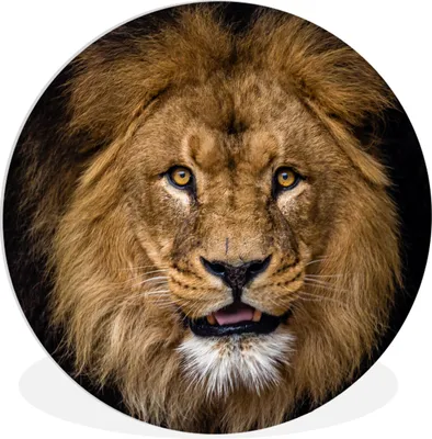 Produktbild von MuchoWow® Rundes Wandbild - Runde Bilder Löwe - Porträt - Schwarz - Tiere Ø 30 cm Kreis Wanddekoration Kunststoff - Wandkreis - Wandschmuck - Schlafzimmer - Bilder - Der Kreis - Kunst für die Wohnung - Plastik - Kunstdruck - Wandbild