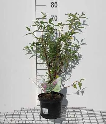 Obrázok produktu pre Buddleja 'Argus Velvet'® - Motýlí ker 40- 60 cm nádoba