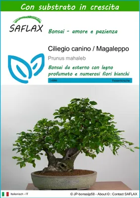 Immagine prodotto di SAFLAX  - Ciliegio canino / Magaleppo - 30 semi - Con substrato - Prunus
