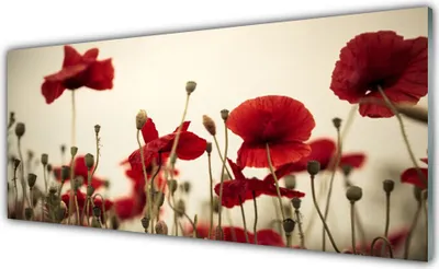 Produktbild von Glasbilder 125x50 Wandbild Druck auf Glas Mohnblumen Pflanzen