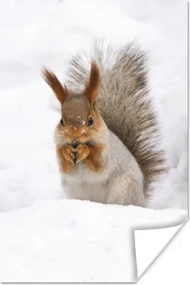 Produktbild von MuchoWow® Poster Eichhörnchen - Tier - Schnee 120x180 cm - Kunstposter