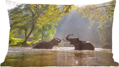 Produktbild von MuchoWow® Zierkissen Sofakissen Wohnzimmer Dekokissen 60x40 cm Elefant - Wasser - Tiere - Bäume - Sonne - Kopfkissen - Polster mit Foto