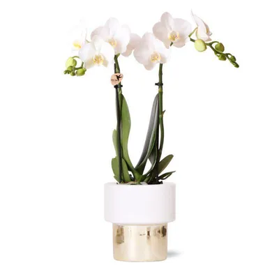 Obrázok produktu pre Kolibri Orchidey biela Phalaenopsis orchidea Amabilis + Elite pot zlatý hrniec ve?kos? 9cm 35cm vysoká kvitnúca izbová rastlina