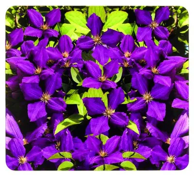 Produktbild von Multi-Platte Lila Clematis