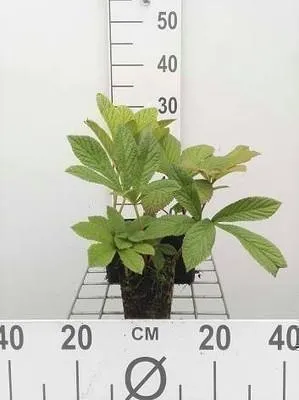Zdjęcie produktu dla 6 x Rodgersia pinnata - Showleaf - doniczka 9 x 9 cm