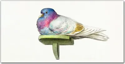 Produktbild von Coloray Küchenrückwand 100x50 Spritzschutz aus Glas - Tier Vogel Taube