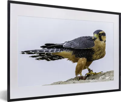 Produktbild von MuchoWow® MuchoWow® Gerahmtes Poster Wanderfalke - Vogel - Tiere 60x40 cm - Poster mit zchwarzem Bilderrahmen - Schlafzimmer - Plakat in Rahmen - Drucken