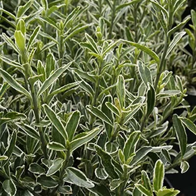 Obrázok produktu pre 2 x Japanspindel 'Microphyllus' - Euonymus japonicus microphyllus | 20-30 cm v nádobe