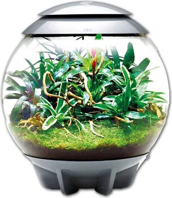 Produktbild von Dekoratives terrarium 60l mit grauem rahmen Oase AIR 60 GREY