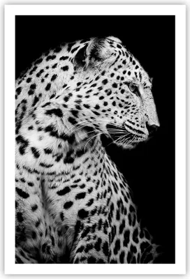Produktbild von Poster - Poster ohne Rahmen - Leopard Panther Katze - 61x91,5 cm - Wand Bild - Wanddeko - Wandbilder - Kunstposter - Wandposter - Bilder - Kunstdruck - Wanddekoration - Wandbild - P2XPA61x91-4919