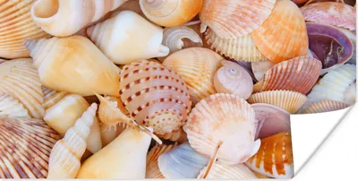 Produktbild von MuchoWow® Poster Muscheln - Strand - Sommer - Orange 40x20 cm - Poster für die Wand - Poster Schlafzimmer