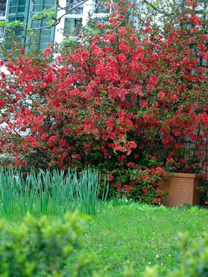 Produktbild von Chaenomeles 'Red Joy', Zierquitte, leuchtend rot, 40–60 cm