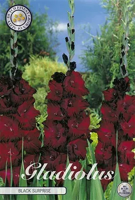 Artikelbild 2 von 'Gladiole Black Surprice (10 Stück)' aus der Kategorie Gladiolenzwiebeln