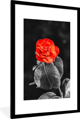 Produktbild von MuchoWow® MuchoWow® Gerahmtes Poster Blumen - Schwarz - Weiß - Rose - Rot 60x90 cm - Poster mit zchwarzem Bilderrahmen - Dekoration - Wandposter Wohnzimmer - Hochwertig