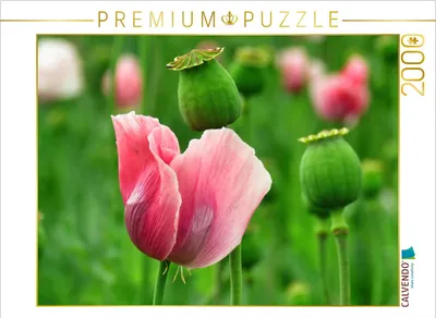 Produktbild von CALVENDO Puzzle Traum in Rosa 2000 Teile Puzzle quer | 2000 Teile Lege-Größe 90x67cm Foto-Puzzle für glückliche Stunden
