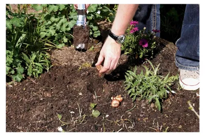Produktbild von Automatischer Blumenzwiebelpflanzer