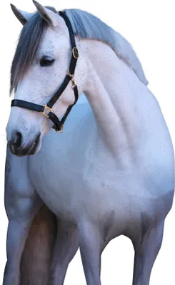 Produktbild von Covalliero Lederhalfter Eco Halfter Schwarz Pony
