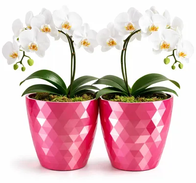 Productafbeelding van Glanzende bloempotten - Set van 2 decoratieve plantenpotten in roze