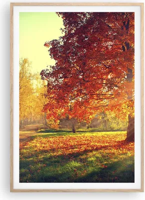 Produktbild von Gerahmtes Poster - Rahmen in heller Eiche - Park Herbst Baum - 70x100 cm - Wand Bild - Wanddeko - Wandbilder - Wandposter - Bilderrahmen - Bilder - Kunstdruck - Wandbild - P2NPA70x100-3654