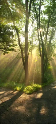 Produktbild von Türtapete Türposter Weggabelung im Sonnenschein - Größe: 93 x 205 cm