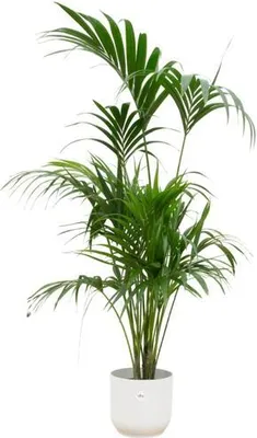 Zdjęcie produktu dla Palma kentia - Howea forsteriana - roslina doniczkowa - wysokosc 180cm