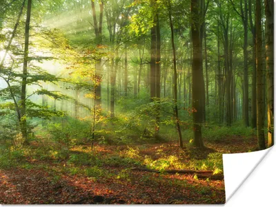 Produktbild von MuchoWow® Poster Sonne - Wald - Bäume - Natur - Herbst 160x120 cm - Foto Plakat