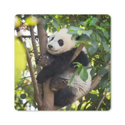 Produktbild von MuchoWow® Mauspad Mousepad Panda - Tier - Baum 30x30 cm - Mousepads - Maus Mat - Pad - Mausunterlage - Gaming