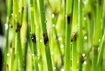 Obrázok produktu pre 6 x Equisetum fluviatile - Preslička záhradná - kvetináč 9 x 9 cm