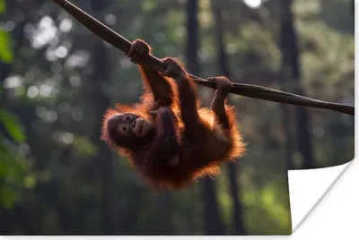 Produktbild von MuchoWow® Poster Junger Orang-Utan hängt an einem Ast 60x40 cm - Schlafzimmerdekoration