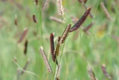 Image de 6 x Bouteloua gracilis - Herbe à moustiques - Pot 9x9cm