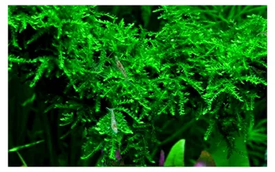 Produktbild von Tropica Aquarienpflanze Moos Vesicularia ferriei 'Weeping' TC in Vitro 1-2 Grow Wasserpflanzen