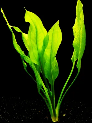 Produktbild von 3 Stück Blehers Schwertpflanze (Echinodorus Bleheri)