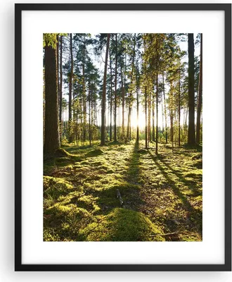 Produktbild von Gerahmtes Poster - Schwarzer Rahmen - Wald Baum Natur - 40x50 cm - Wand Bild - Wanddeko - Wandbilder - Kunstposter - Wandposter - Bilderrahmen - Bilder - Kunstdruck - Wandbild - P2BPA40x50-3724