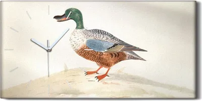 Produktbild von Dekor Leinwand Uhr Wandbilder Geräuschlos 60x30 Zeichnung Tier Vogel Ente Kunst - weiße Hände