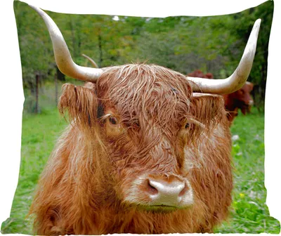 Produktbild von MuchoWow® Zierkissen Sofakissen Wohnzimmer Dekokissen 50x50 cm Schottische Hochlandrind - Tiere - Gras - Komfort - Sofakissen