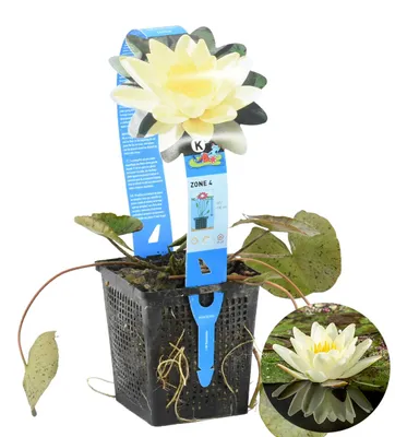 Produktbild von Nymphaea Marliacea Chromatella, Seerose, Gelb, 20-30 cm, Topf 11 cm