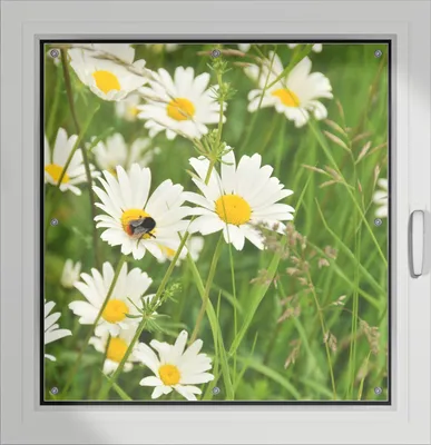 Produktbild von Wallario Lichtschutzbild, Dekorativer Sichtschutz Sonnenschutz 96 x 93 cm mit Motiv: Margeritenwiese - Verdunklung ohne Bohren