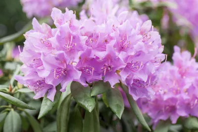 Produktbild von Rhododendron catawbiense 'Grandiflorum', lila Blüten, 40–50 cm