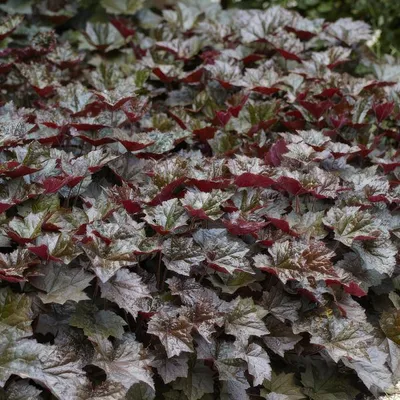 Obrázek produktu pro Heuchera 'Palace Purple' – heuchera červenolistá – trvalka do stínu a na záhony – ↕10–25 cm – Ø9 cm – 6 rostlin – do zahrady a do květináčů