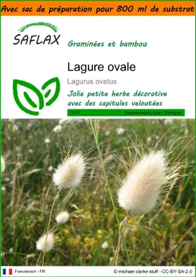 Image de SAFLAX Garden in the bag - Lagure ovale - 100 graines - Lagurus