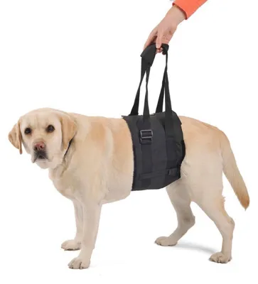 Hunde-Tragegurt mit Hinterbeinunterstützung, Größe M