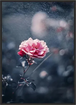 Produktbild von Bild Poster im Rahmen 43x33 cm Blume P1237