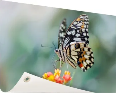 Produktbild von Gartenposter - 120x80 cm - Seiten Schmetterling auf Blume  - Modernes Wandbilder - Tierposter