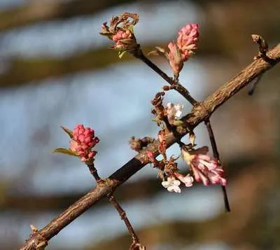 Produktbild von Viburnum bodn. 'Dawn' - Schneeball 50- 60 cm - Container
