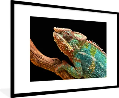 Produktbild von MuchoWow® MuchoWow® Gerahmtes Poster Chamäleon auf einem Ast 90x60 cm - Poster mit zchwarzem Bilderrahmen - Wanddekoration - Fotos